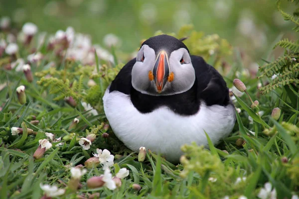 Pájaro frailecillo en la naturaleza — Foto de Stock