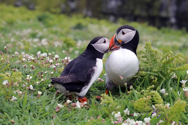 Doğa martı kuşları