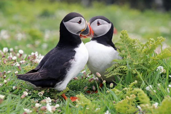 Doğa martı kuşları