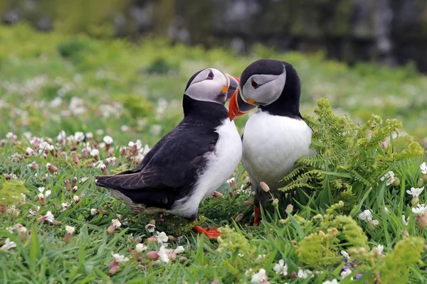 Puffin madarak, természet — Stock Fotó