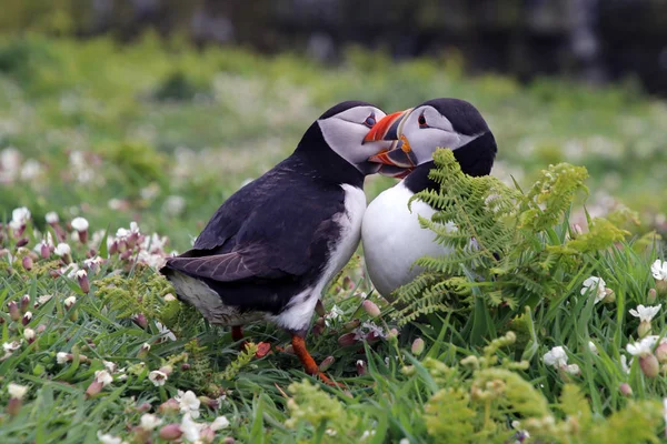 Puffin birds at nature — Stock Photo, Image