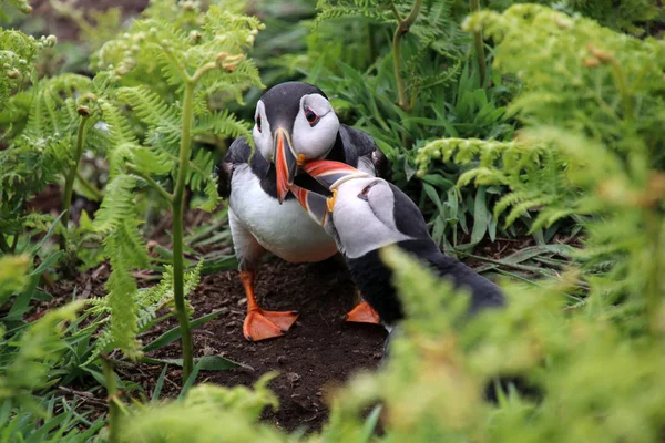 Puffin birds at nature — Stock Photo, Image