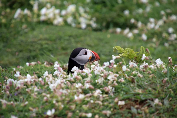 Pássaro de puffin em natureza — Fotografia de Stock