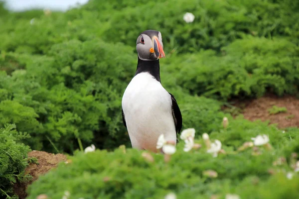 Ptak Puffin o charakterze — Zdjęcie stockowe