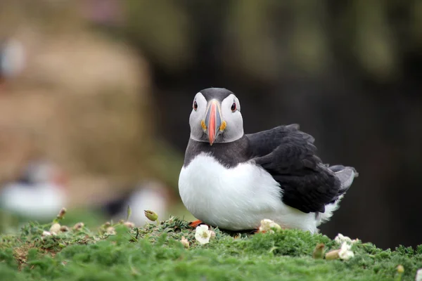 Puffin fågel på naturen — Stockfoto