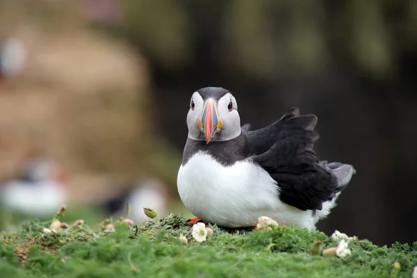 Puffin uccello a natura — Foto Stock