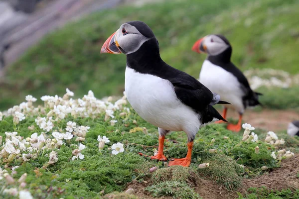 Puffin ptáci v přírodě — Stock fotografie