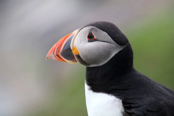 Pássaro de puffin em natureza — Fotografia de Stock