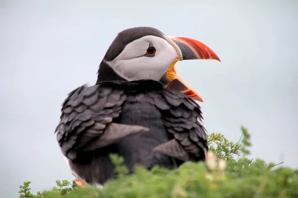 Pássaro de puffin em natureza — Fotografia de Stock