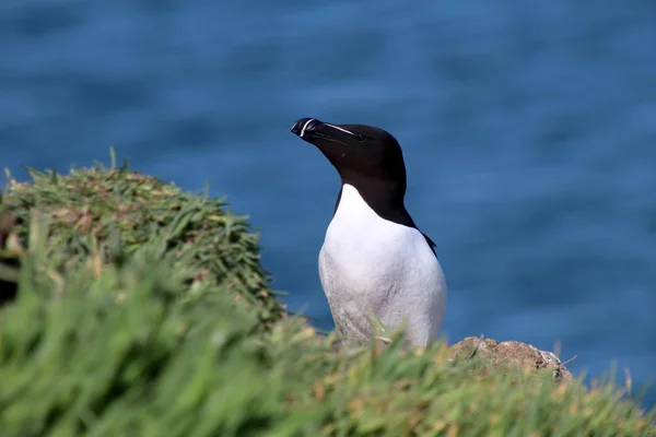 Razorbill αποικιακή θαλασσοπούλια — Φωτογραφία Αρχείου