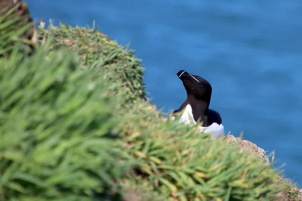 Razorbill αποικιακή θαλασσοπούλια — Φωτογραφία Αρχείου