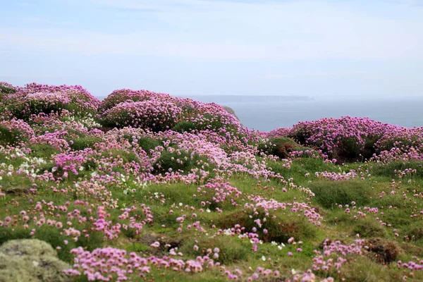 Skomer Island landscape Stock Image