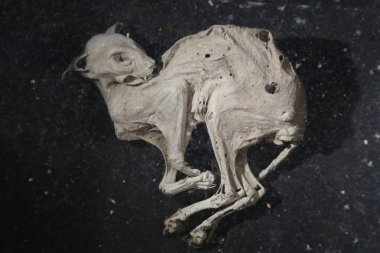 mumyalanmış bir kedi arka plan üzerinde kalıntıları