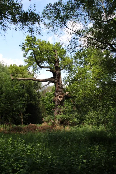 Lasu Sherwood zielony — Zdjęcie stockowe