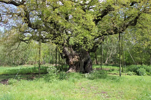 Grüner Sherwood-Wald — Stockfoto