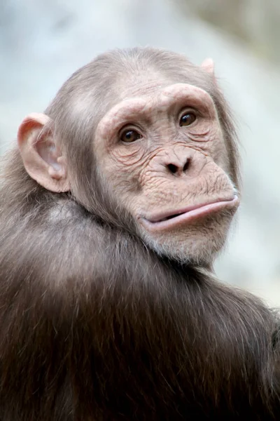 Curious chimpanzee ape — Stock Photo, Image
