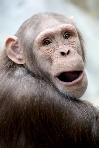 Curious chimpanzee ape — Stock Photo, Image