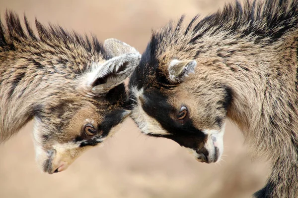 Two goats fighting — Stock Photo, Image