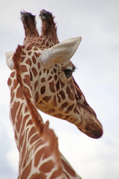 Жирафское животное — стоковое фото