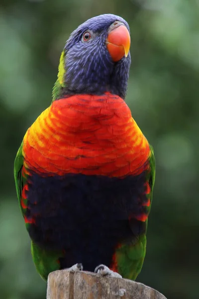 З яскравими райдужними Lorikeet — стокове фото