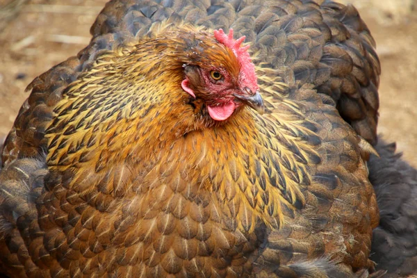 Uccello adulto pollo — Foto Stock
