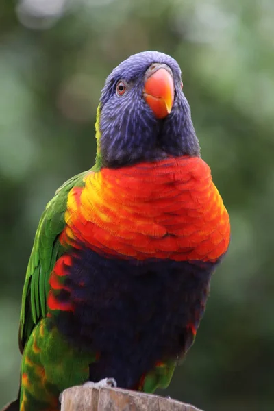 Lori arco iris brillante — Foto de Stock