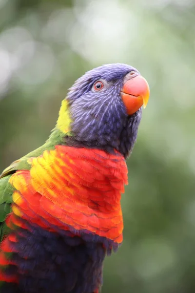 З яскравими райдужними Lorikeet — стокове фото