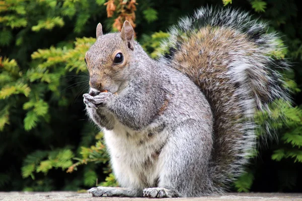 Keleti szürke mókusok, am — Stock Fotó