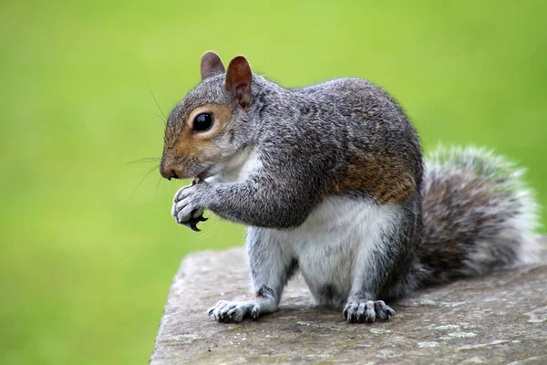 Keleti szürke mókusok, am — Stock Fotó