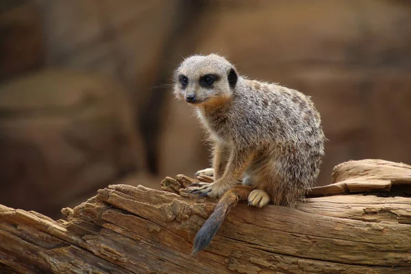 Cute fluffy meerkat — Stock Photo, Image