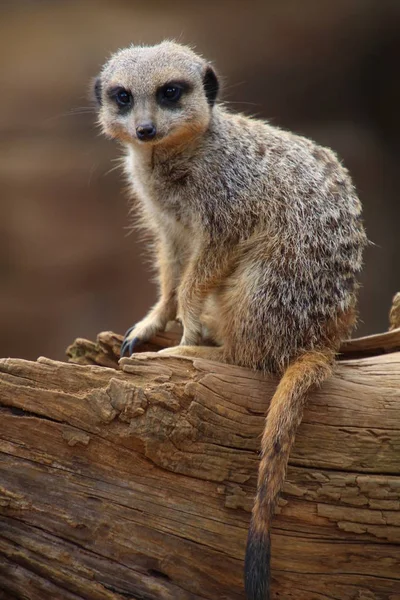 Cute fluffy meerkat — Stock Photo, Image