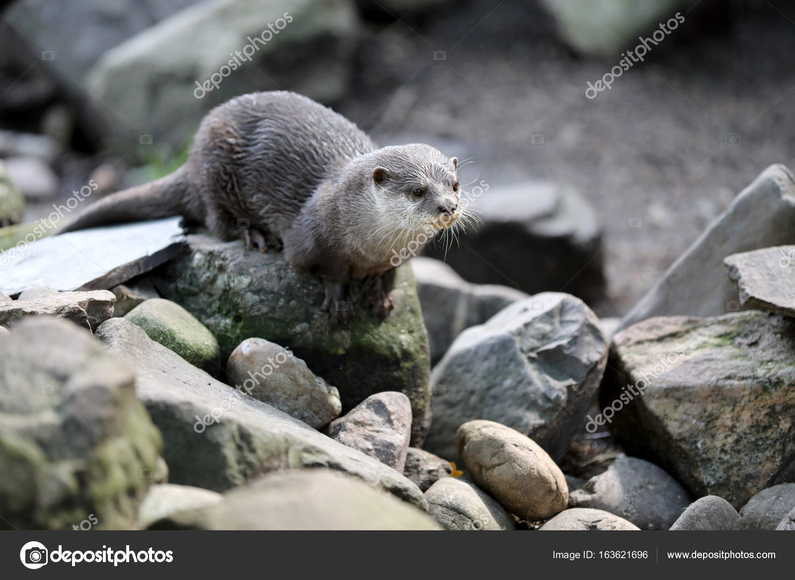 Asian small-clawed otter Stock Photo by ©EBFoto 163621696