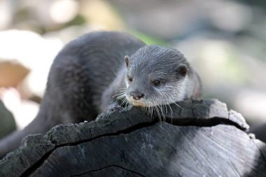 Asian small-clawed otter clipart