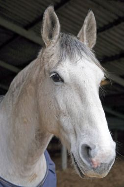 İstikrarlı safkan at