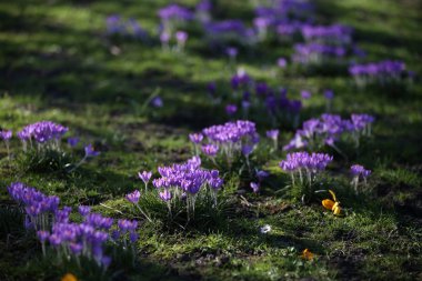 Parlak bitkisi çiçeği.