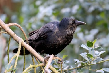 Karga doğada görünümünü