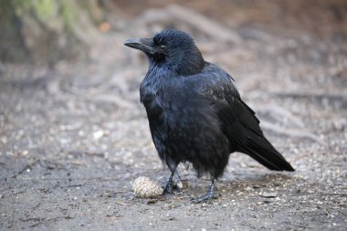 Karga doğada görünümünü