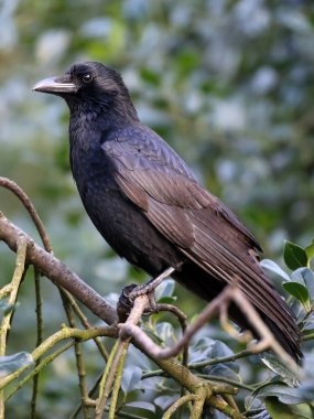 Karga doğada görünümünü