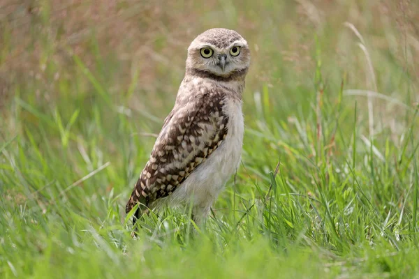 Búho Burrowing hermosa — Foto de Stock