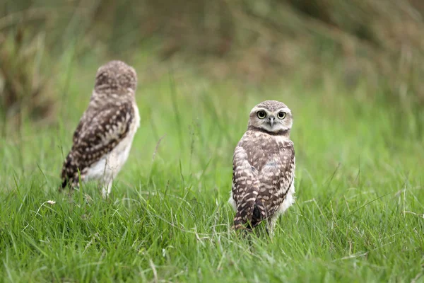 Beautiful Burrowing Owls — Stock Photo, Image
