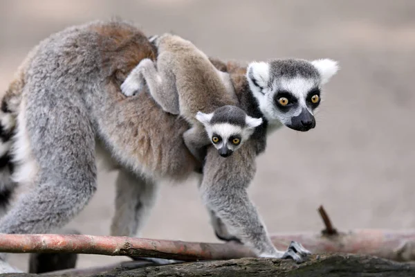 Ring-Tailed lemurs — Stock Photo, Image