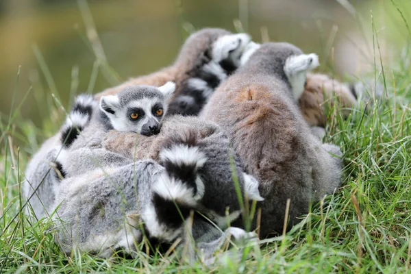 Ring-Tailed Lemurlar — Stok fotoğraf