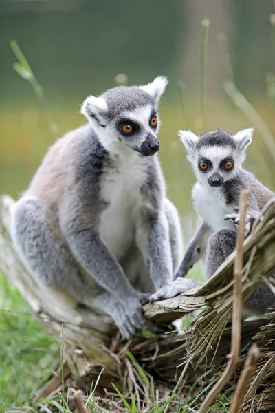 Ring-tailed lemurer — Stockfoto
