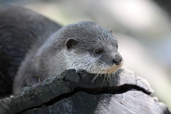 Asiatischer Kleinkrallenotter — Stockfoto