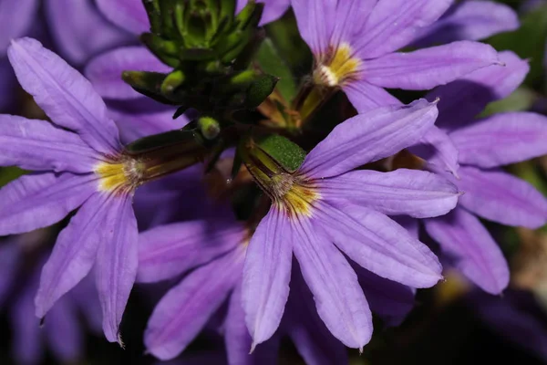 Kvetoucí Fialový květ — Stock fotografie