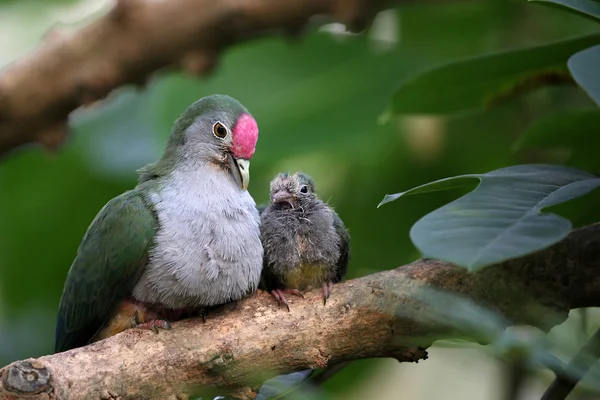 美丽的水果鸽子 — 图库照片