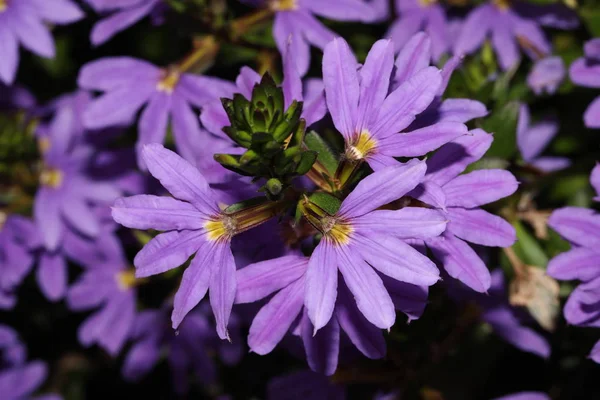 Ανθισμένα μοβ λουλούδι — Φωτογραφία Αρχείου