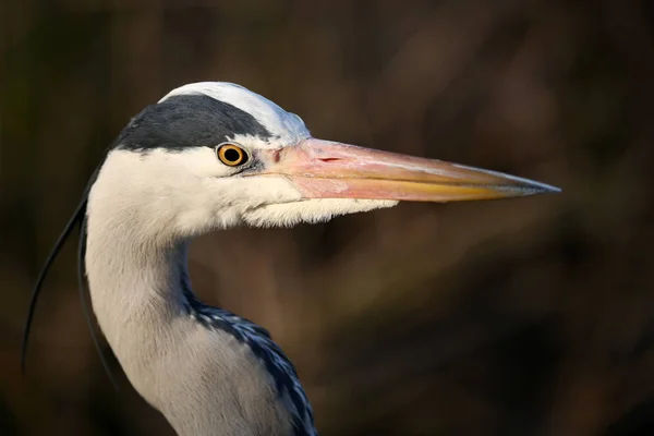 A természet Blue Heron — Stock Fotó