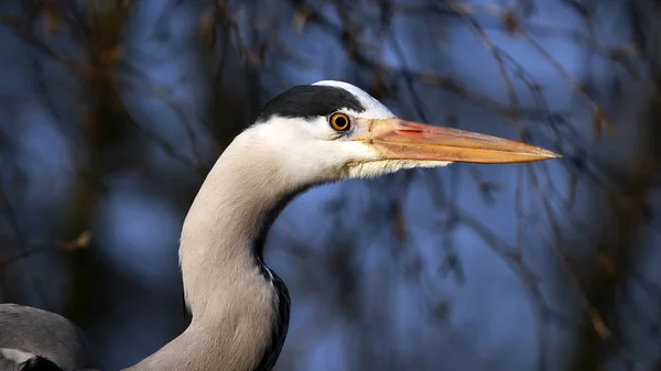 Modrá Heron v přírodě — Stock fotografie