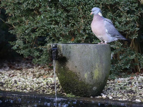 Gemeine Waldtaube — Stockfoto